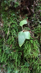 Brachyglottis elaeagnifolia