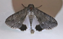 Melipotis acontioides