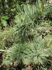 Pinus reflexa