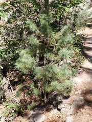 Pinus reflexa