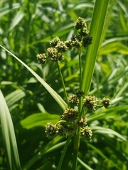 Scirpus atrovirens