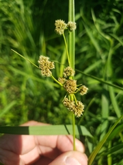 Scirpus atrovirens