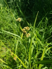 Scirpus atrovirens