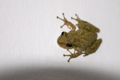 Scinax x-signatus