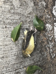 Serinus canaria domesticus