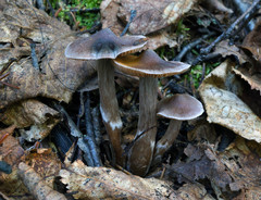 Cortinarius hemitrichus