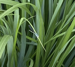 Enallagma exsulans