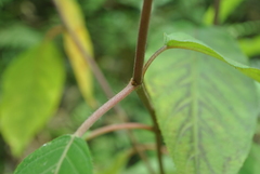 Hydrangea aspera