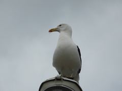 Larus dominicanus