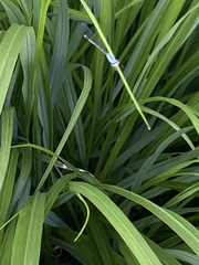 Enallagma exsulans