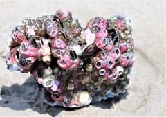 Megabalanus tintinnabulum