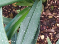 Phragmipedium