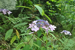 Hydrangea aspera