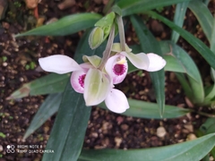 Phragmipedium