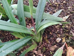Phragmipedium