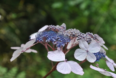 Hydrangea aspera