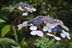 Hydrangea aspera