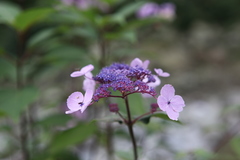 Hydrangea aspera