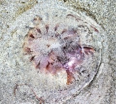 Chrysaora chesapeakei