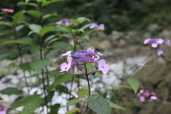 Hydrangea aspera