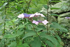 Hydrangea aspera