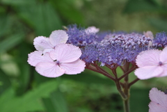 Hydrangea aspera