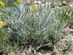 Artemisia longifolia