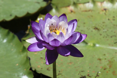 Nymphaea immutabilis