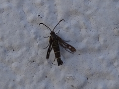 Pyropteron meriaeformis