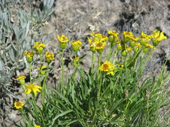 Stenotus armerioides