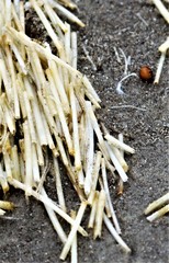 Syringodium filiforme