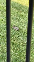 Sylvilagus floridanus