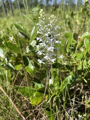 Platanthera nivea