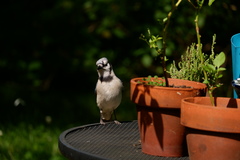 Cyanocitta cristata bromia
