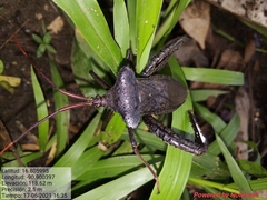 Acanthocephala alata