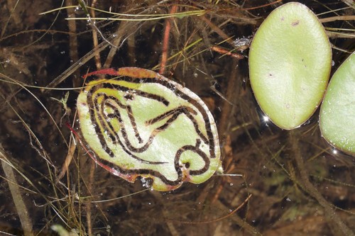 Polypedilum braseniae photo 3