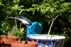 Cyanocitta cristata bromia