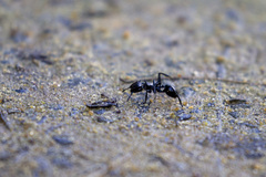 Cephalotes atratus