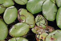 Polypedilum braseniae