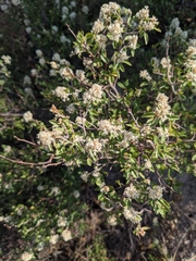 Ceanothus fendleri