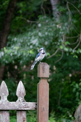 Cyanocitta cristata bromia