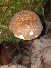 Xanthoconium affine maculosus