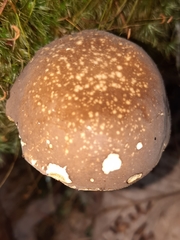 Xanthoconium affine maculosus