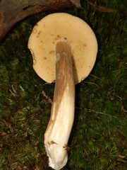 Xanthoconium affine maculosus