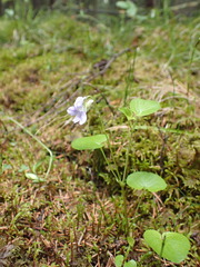 Viola sacchalinensis