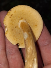 Xanthoconium affine maculosus