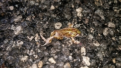 Pseudacris streckeri