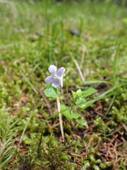 Viola sacchalinensis