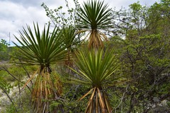 Yucca periculosa