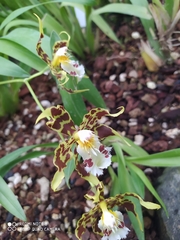 Oncidium cirrhosum